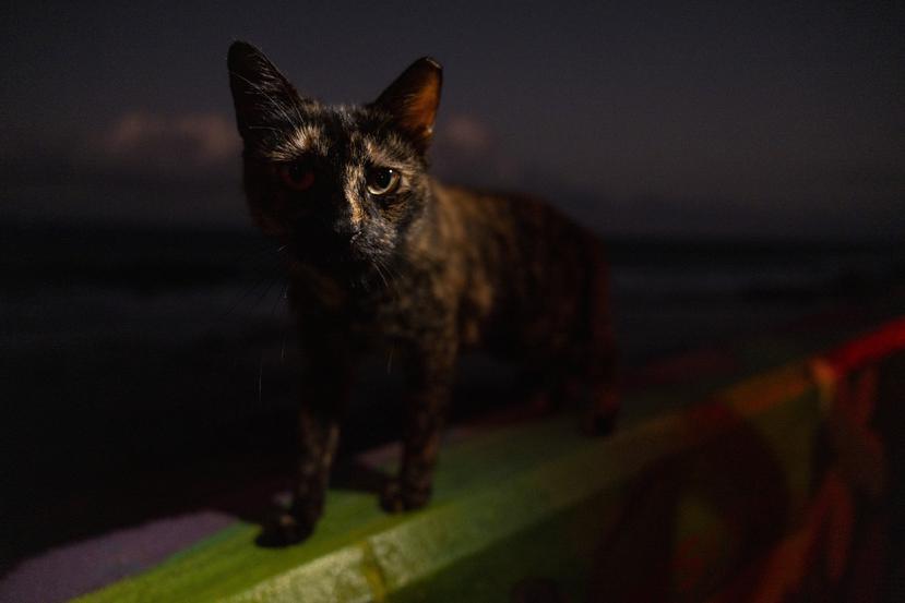 Un gato disfruta del espectaculo musical en La Perla.