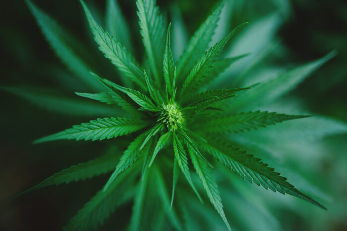 Fumar cannabis duplica el riesgo de morir por infarto o ictus