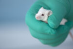 ¿Que es la trombocitosis? Causas, primeros sintomas y tratamientos