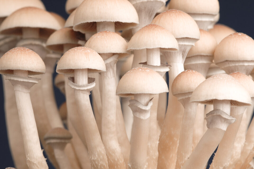 El cannabis ya es tres veces mas toxico que hace diez años