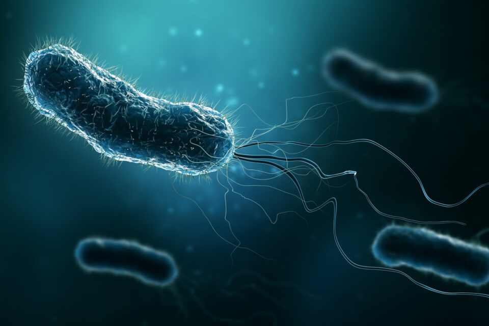 Identifican las ‘semillas’ que colonizan organos en la metastasis del cancer de mama
